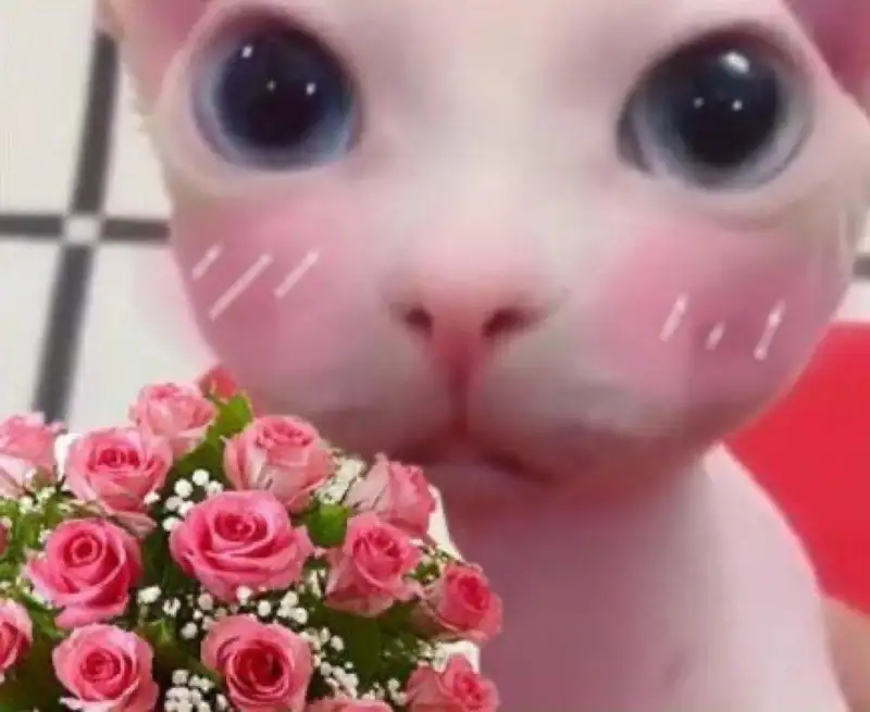 Meme mèo tặng hoa với gương mặt ngộ nghĩnh