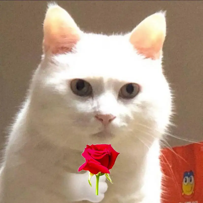 Meme mèo tặng hoa tạo cảm giác ấm áp