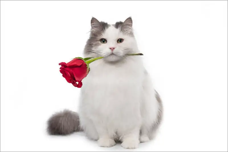 Meme mèo tặng hoa làm người xem không nhịn được cười