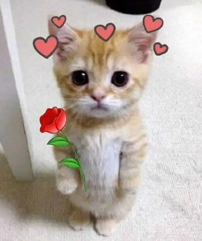 Meme mèo tặng hoa khích lệ tinh thần vui tươi
