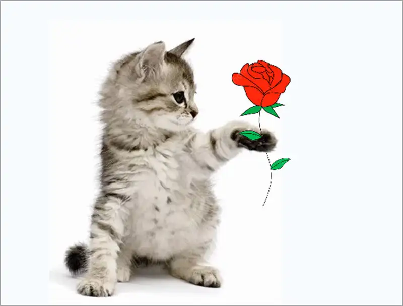 Meme mèo tặng hoa lan tỏa sự ngọt ngào đến mọi người