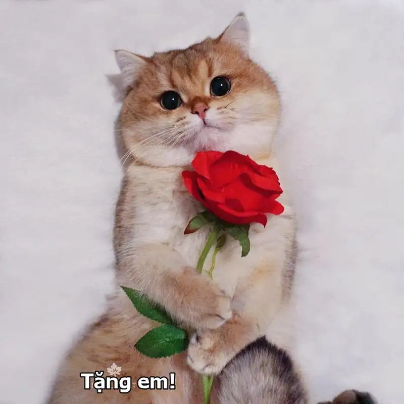 Meme mèo tặng hoa khơi gợi cảm giác yêu đời