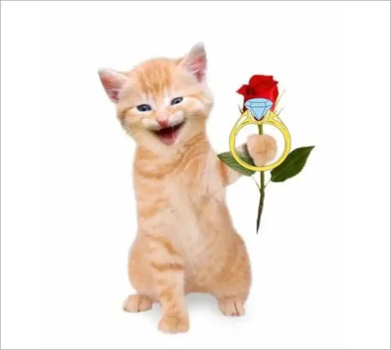Meme mèo tặng hoa với biểu cảm đáng yêu