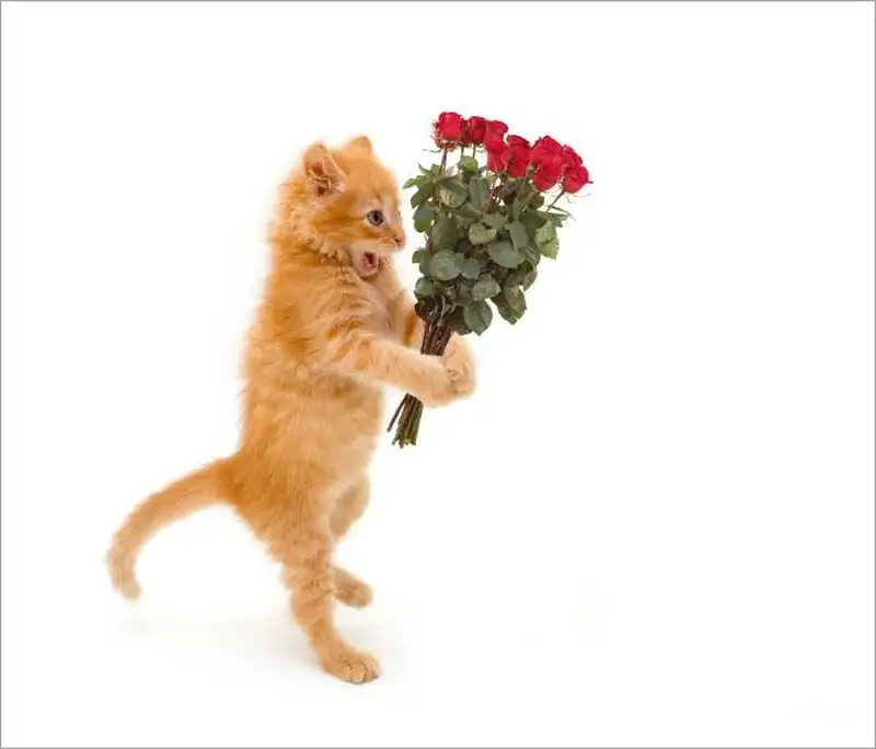 Meme mèo tặng hoa làm người xem thích thú