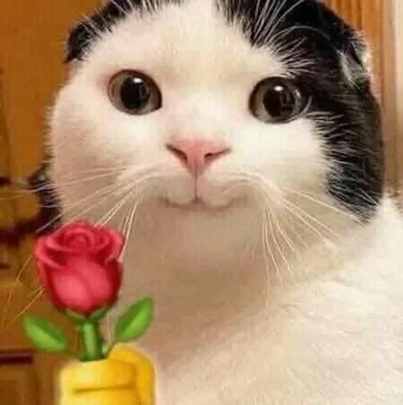 Meme mèo tặng hoa mang lại tiếng cười nhẹ nhàng