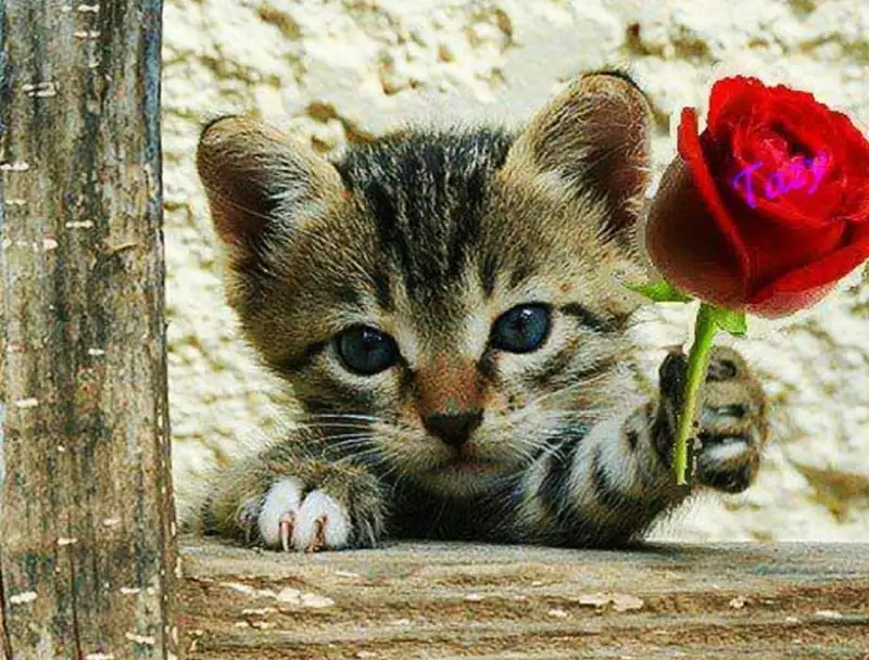 Meme mèo tặng hoa cute và dễ thương nhất