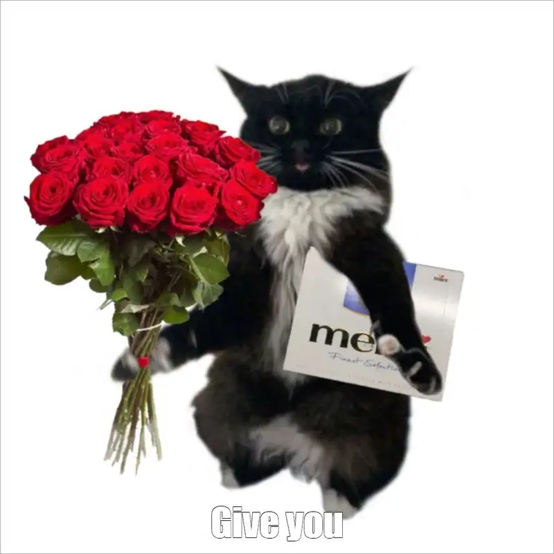 Meme mèo tặng hoa lan tỏa niềm vui nhỏ bé