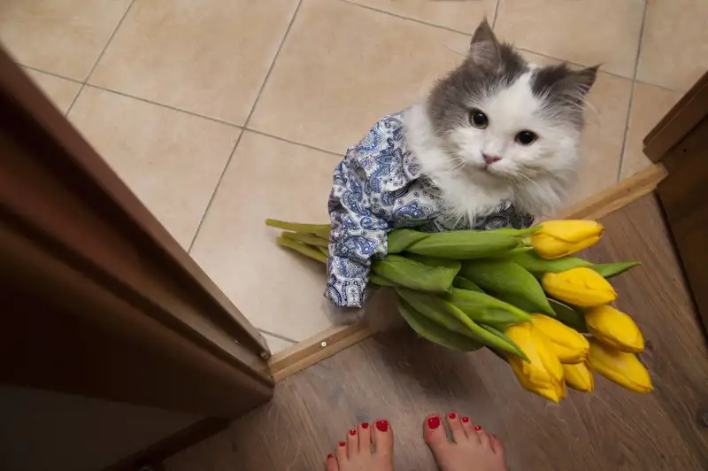 Meme mèo tặng hoa lan tỏa cảm giác yêu thương