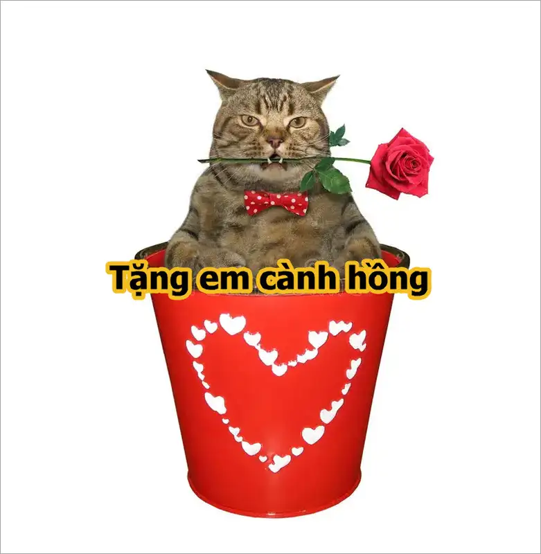 Meme tặng em cành hồng dễ thương cute