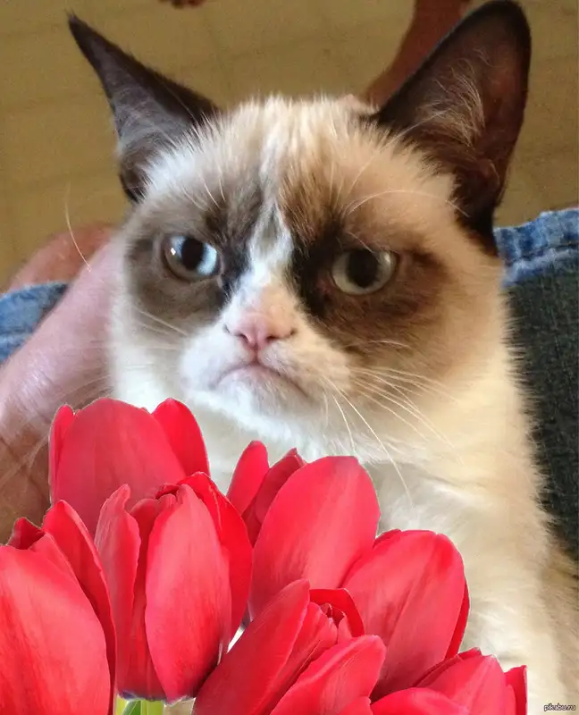 Meme mèo tặng hoa đầy ngọt ngào và hài hước