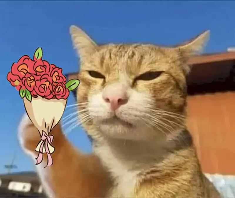 Meme mèo tặng hoa khiến ngày thêm thú vị