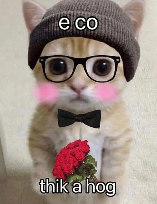 Meme mèo tặng hoa lan tỏa niềm vui