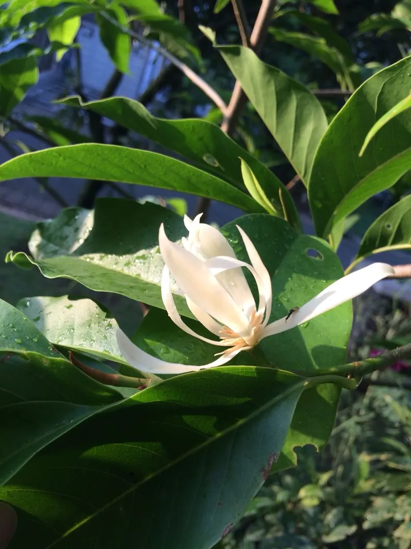 Hương hoa ngọc lan thoang thoảng trong gió Hương hoa ngọc lan thoang thoảng trong gió