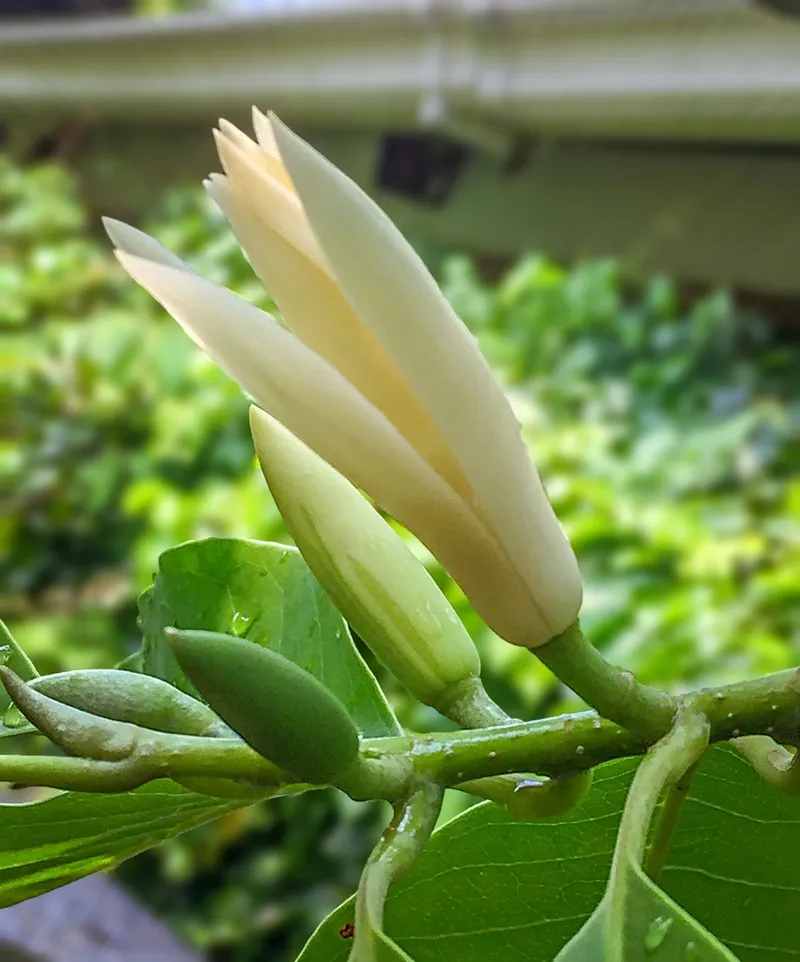 Hoa ngọc lan nở đều trên cành cao Hoa ngọc lan nở đều trên cành cao