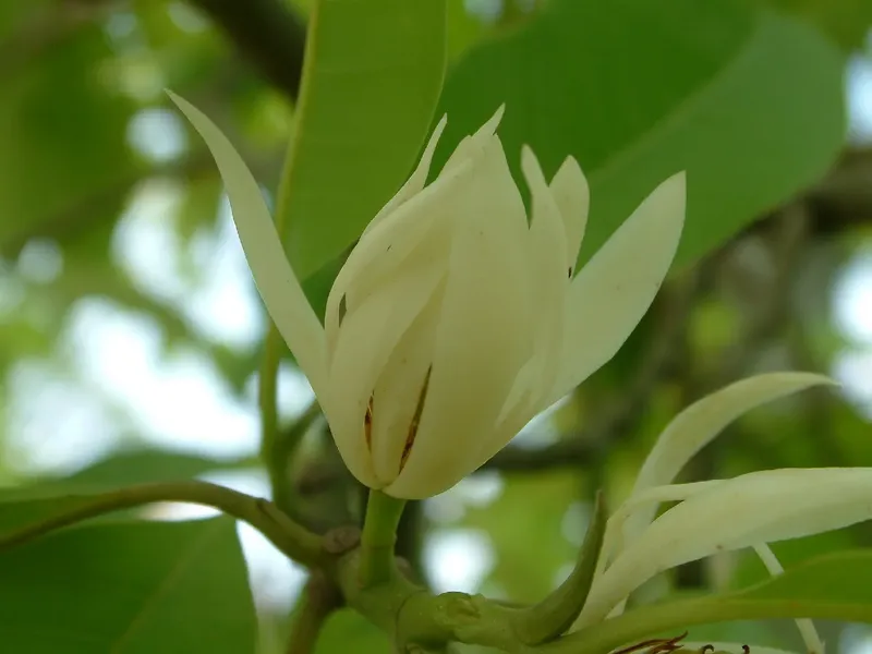 Hương thơm dịu nhẹ từ hoa ngọc lan Hương thơm dịu nhẹ từ hoa ngọc lan