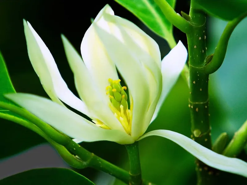 Những bông hoa ngọc lan nở đều Những bông hoa ngọc lan nở đều
