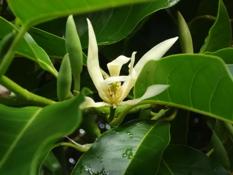 Hoa ngọc lan làm bừng sáng cả khu vườn Hoa ngọc lan làm bừng sáng cả khu vườn