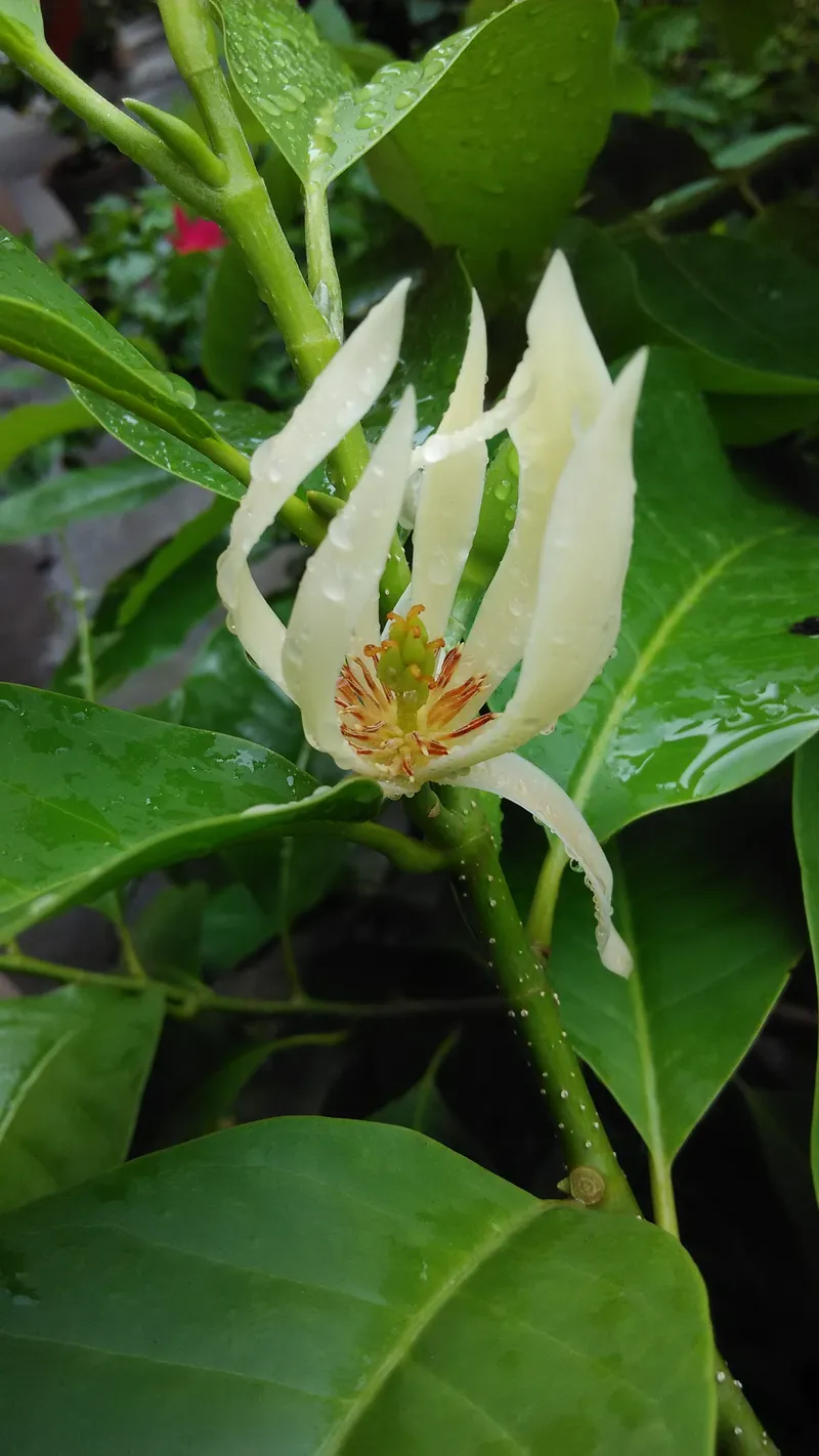 Hương hoa ngọc lan thơm dịu trong không khí Hương hoa ngọc lan thơm dịu trong không khí