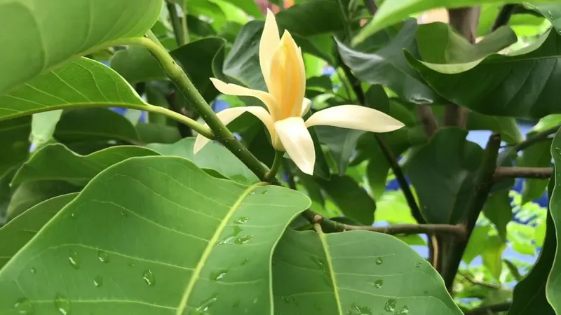 Vẻ đẹp mềm mại của hoa ngọc lan Vẻ đẹp mềm mại của hoa ngọc lan