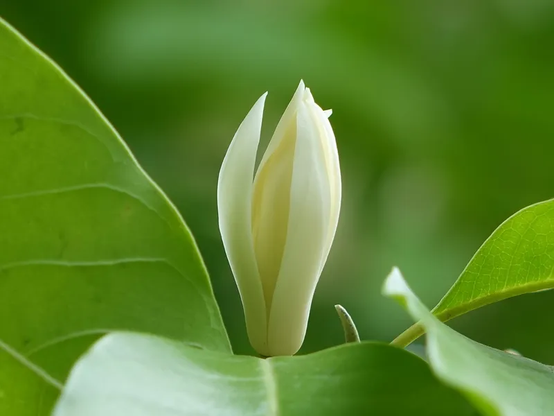 Hoa ngọc lan làm tươi mới khu vườn Hoa ngọc lan làm tươi mới khu vườn