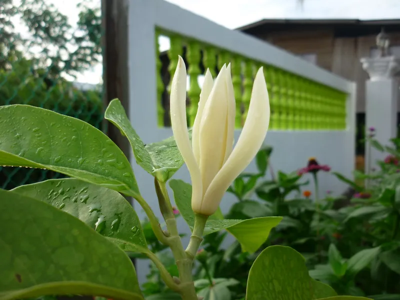 Cận cảnh vẻ đẹp của hoa ngọc lan Cận cảnh vẻ đẹp của hoa ngọc lan