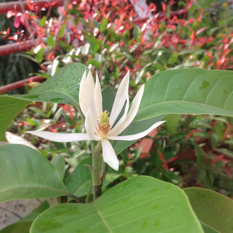 Hương hoa ngọc lan thơm ngát Hương hoa ngọc lan thơm ngát