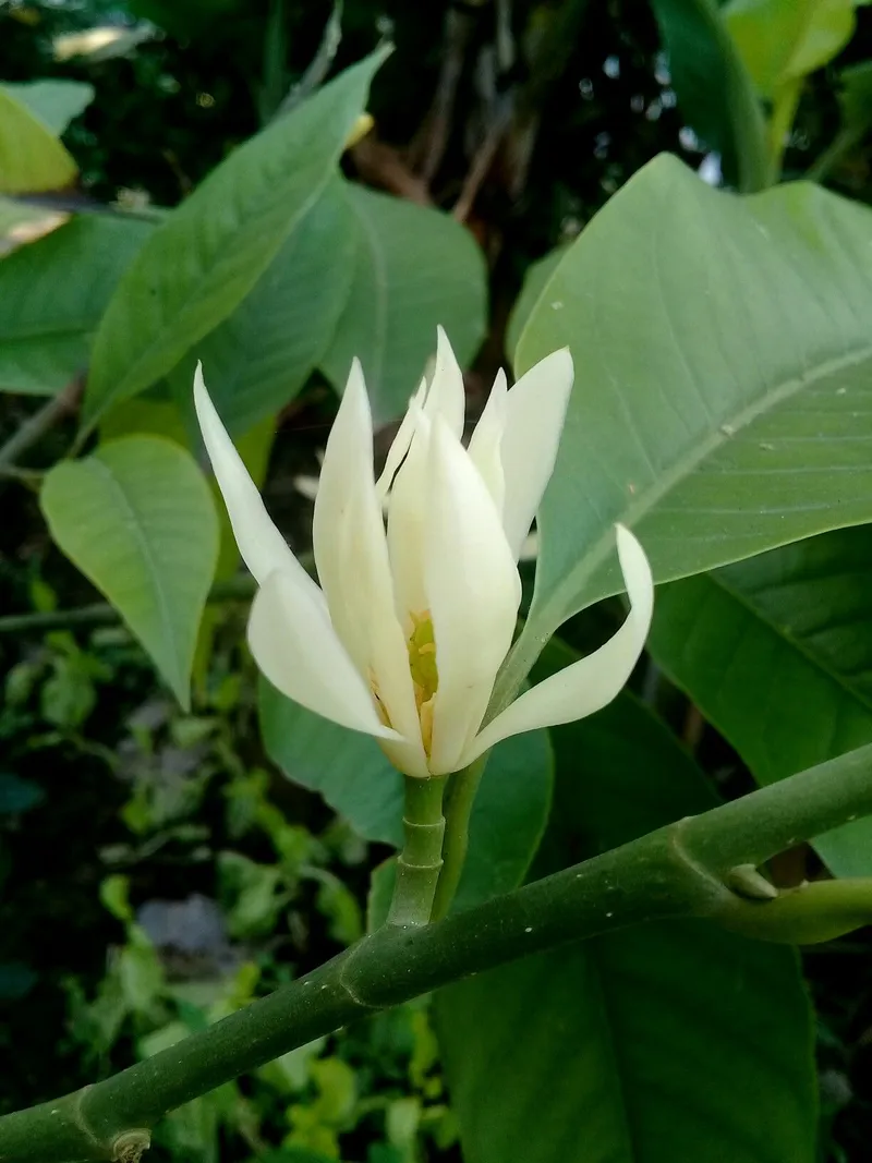 Bông hoa ngọc lan tỏa hương nhẹ nhàng Bông hoa ngọc lan tỏa hương nhẹ nhàng
