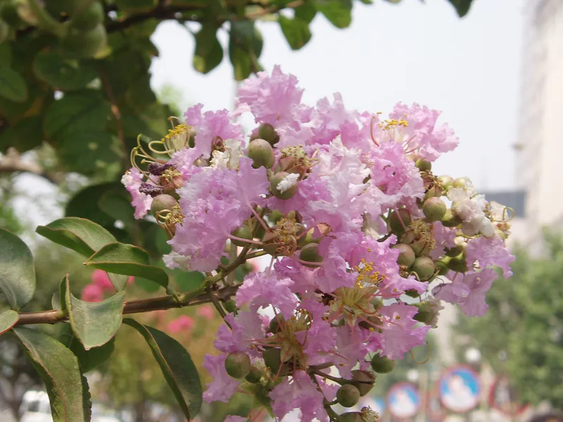 Chùm hoa bằng lăng tươi thắm giữa thiên nhiên Chùm hoa bằng lăng tươi thắm giữa thiên nhiên