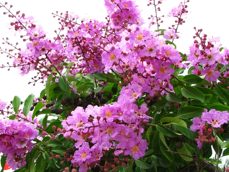 Vẻ đẹp mộc mạc của hoa bằng lăng Vẻ đẹp mộc mạc của hoa bằng lăng