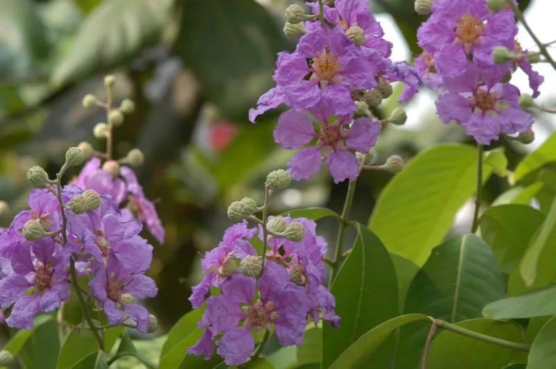 Những bông hoa bằng lăng đẹp tinh khôi Những bông hoa bằng lăng đẹp tinh khôi