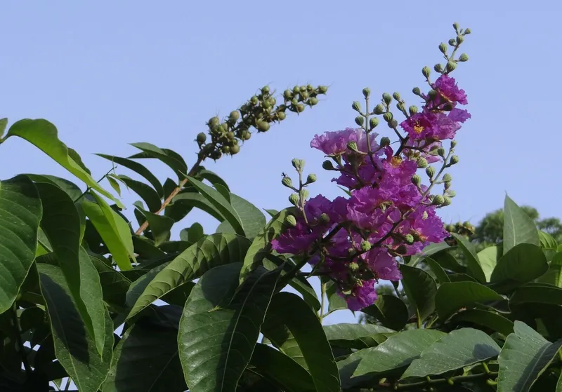 Bông hoa bằng lăng nhẹ nhàng Bông hoa bằng lăng nhẹ nhàng