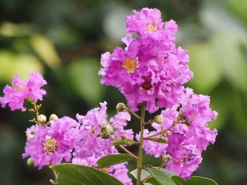 Hoa bằng lăng tô điểm thêm sắc hương Hoa bằng lăng tô điểm thêm sắc hương