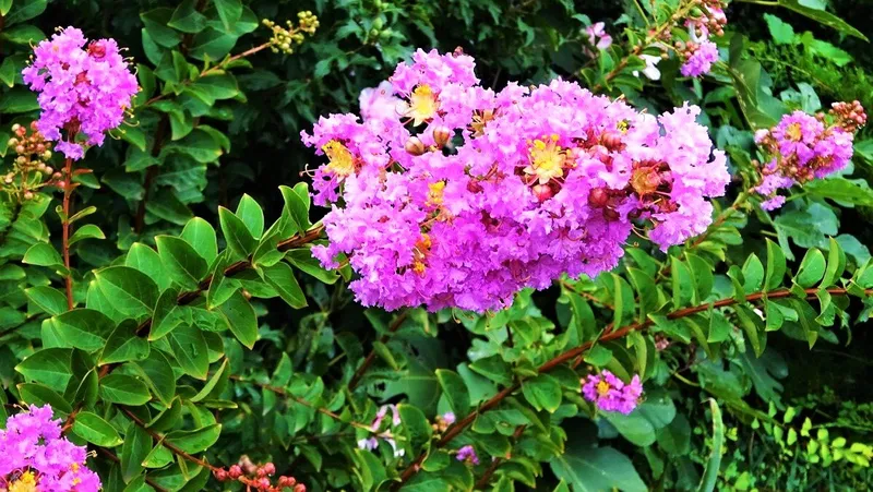 Hoa bằng lăng nở rộ khi xuân đến Hoa bằng lăng nở rộ khi xuân đến