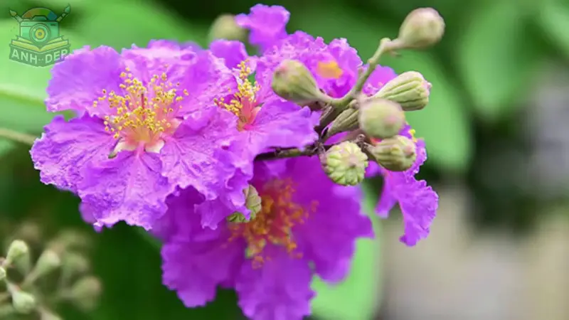 Hoa bằng lăng đan xen trên cành cây Hoa bằng lăng đan xen trên cành cây