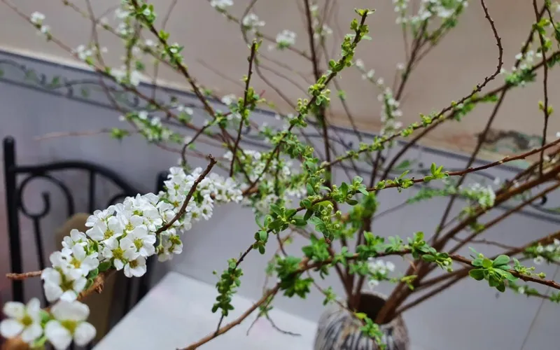 Những bông hoa tuyết mai xinh xắn