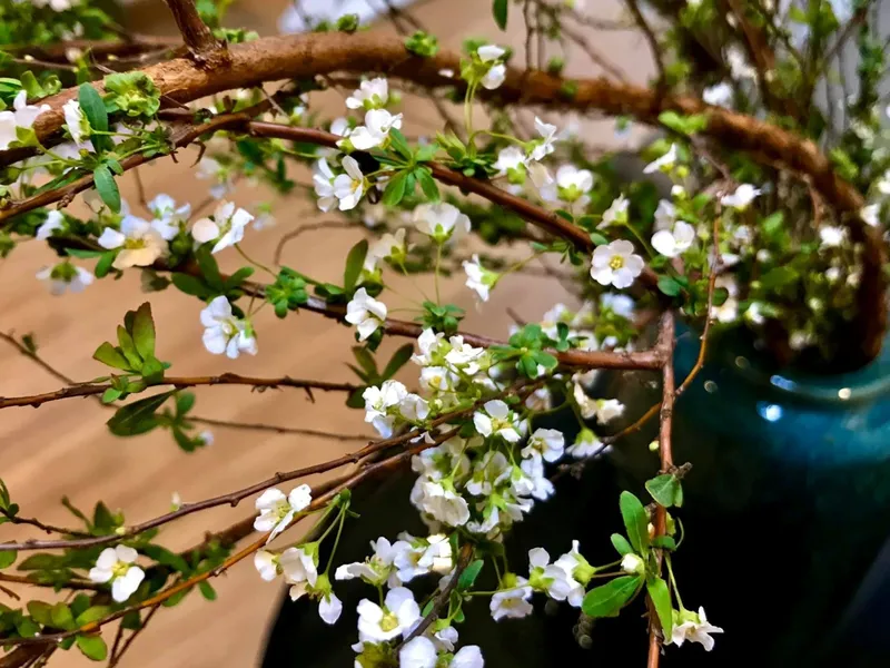 Hoa tuyết mai trắng rực rỡ