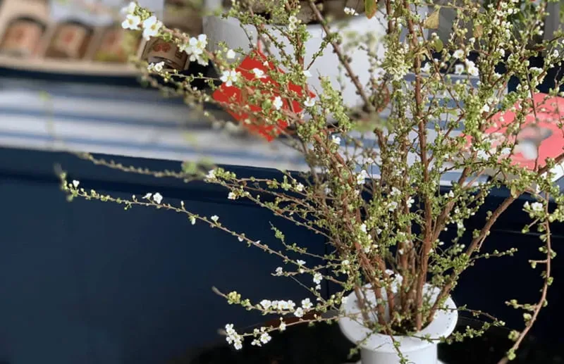 Hoa tuyết mai tinh khiết