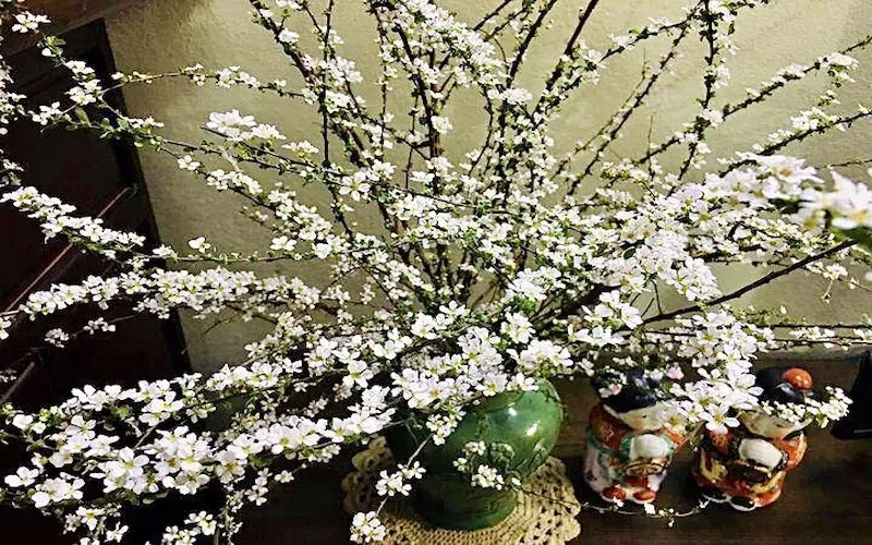 Hoa tuyết mai trong không gian yên bình