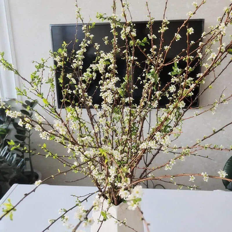 Nụ hoa tuyết mai e ấp