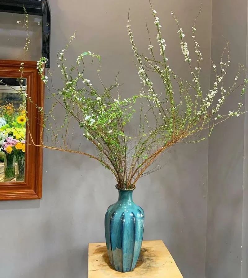 Vẻ đẹp tự nhiên của hoa tuyết mai