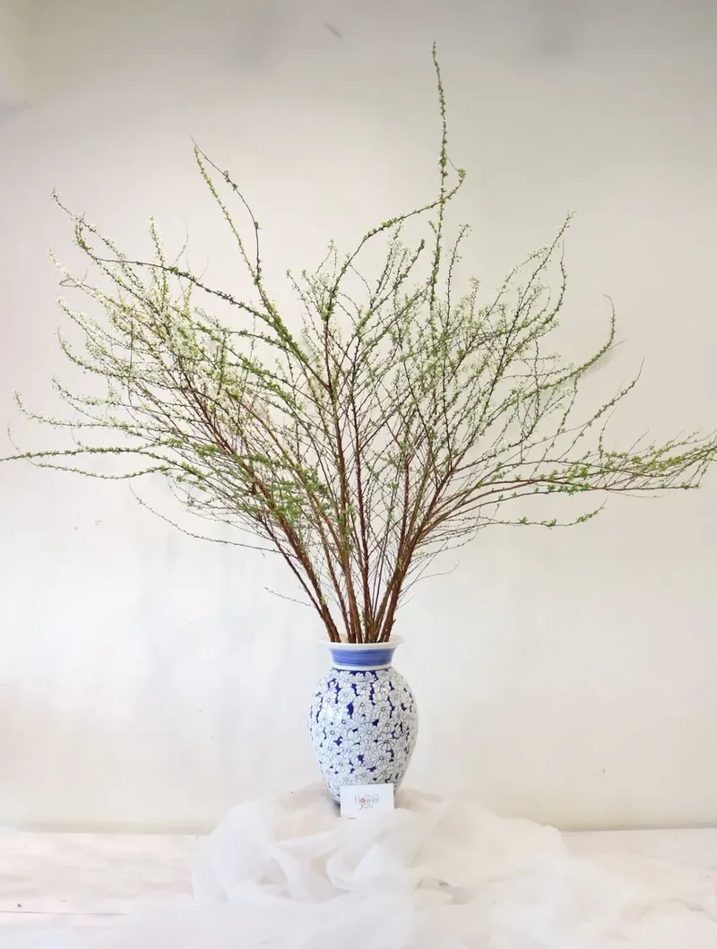 Hoa tuyết mai nhỏ nhắn