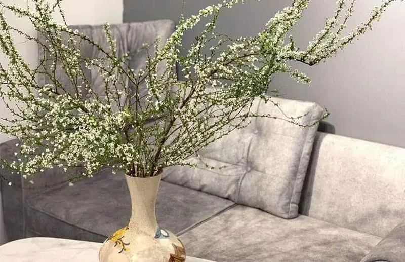 Sắc hoa tuyết mai nở rộ