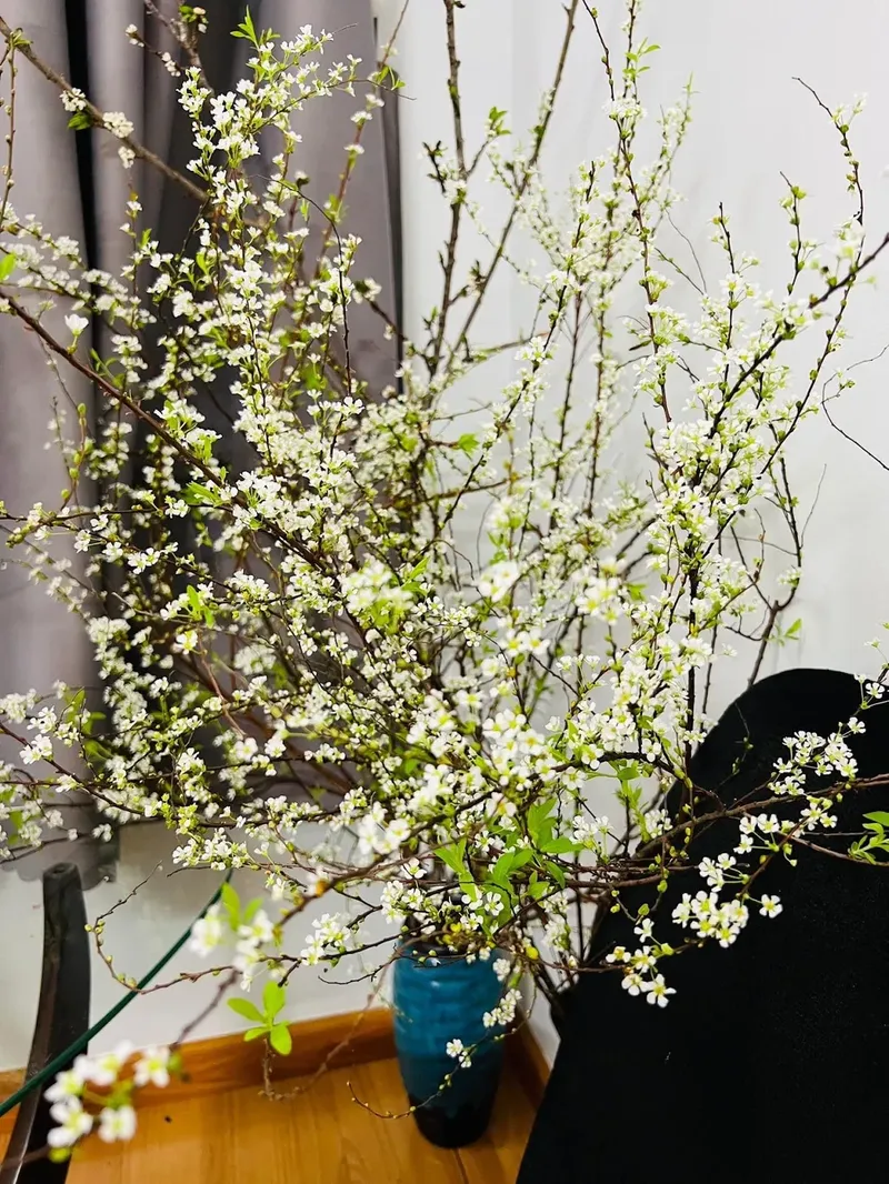Hoa tuyết mai nhẹ nhàng