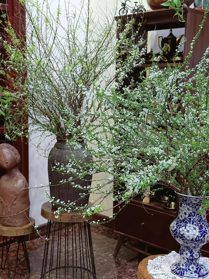 Màu trắng của hoa tuyết mai nổi bật
