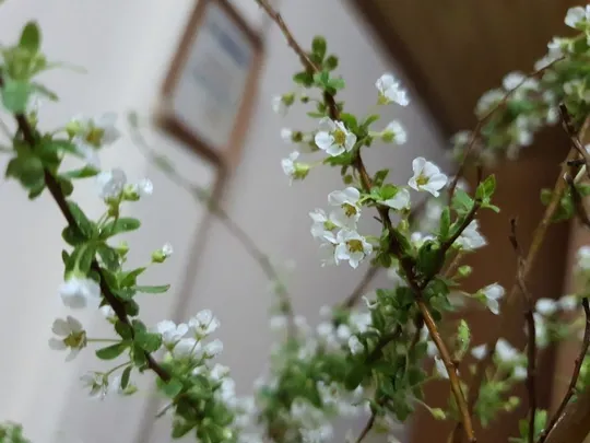 Sự thuần khiết của hoa tuyết mai