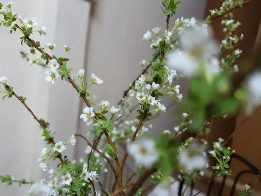 Cụm hoa tuyết mai trắng ngần