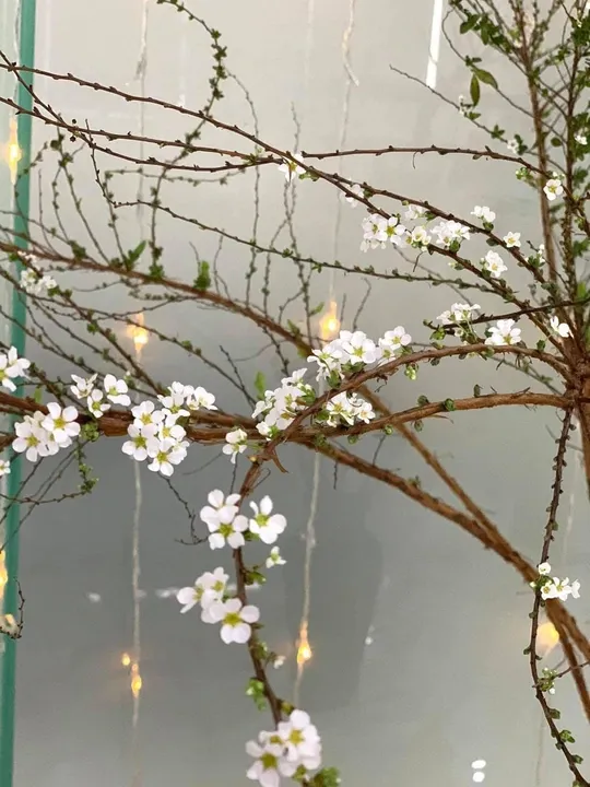 Hoa tuyết mai nở từng bông