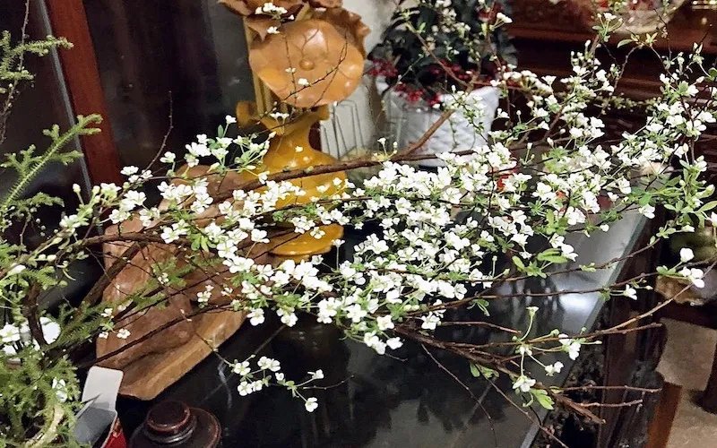 Bông hoa tuyết mai nổi bật