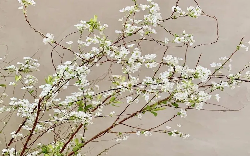 Hoa tuyết mai giữa mùa xuân