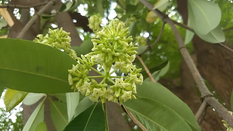 Những cánh hoa sữa nhỏ xinh tạo thành chùm Những cánh hoa sữa nhỏ xinh tạo thành chùm